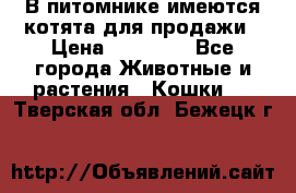 В питомнике имеются котята для продажи › Цена ­ 30 000 - Все города Животные и растения » Кошки   . Тверская обл.,Бежецк г.